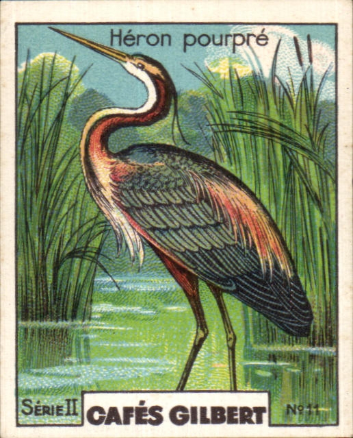 Image Cafes Gilbert Heron Pourpre Cafes Gilbert Oiseau