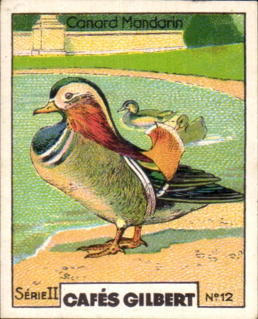 Image Cafes Gilbert Serie Cafes Gilbert Canard mandarin 