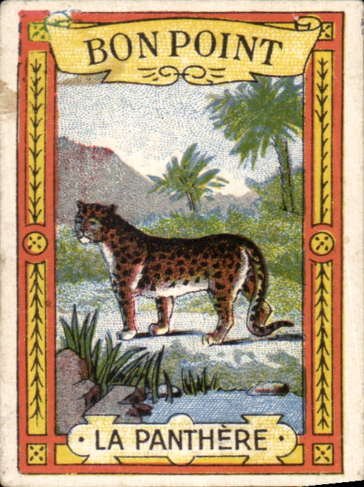 Image Bon Point La panthere Bledine Jacquemaire