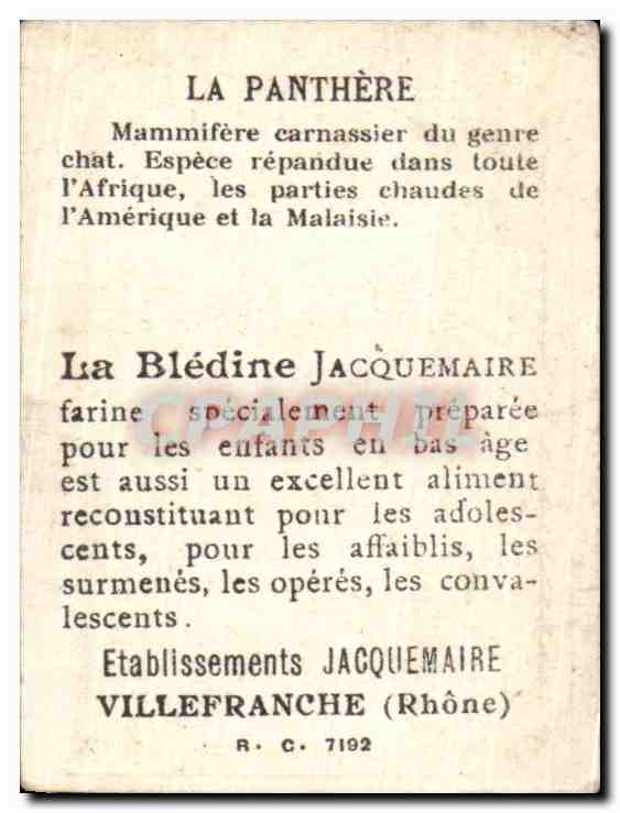 Image Bon Point La panthere Bledine Jacquemaire — Verso