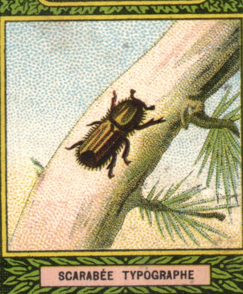 Image Scarabee Typographe Insecte insect Bledine