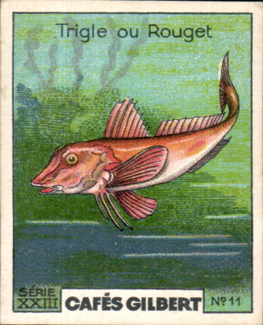 Image Cafes Gilbert Trigle ou Rouget Cafes Gilbert Poisson