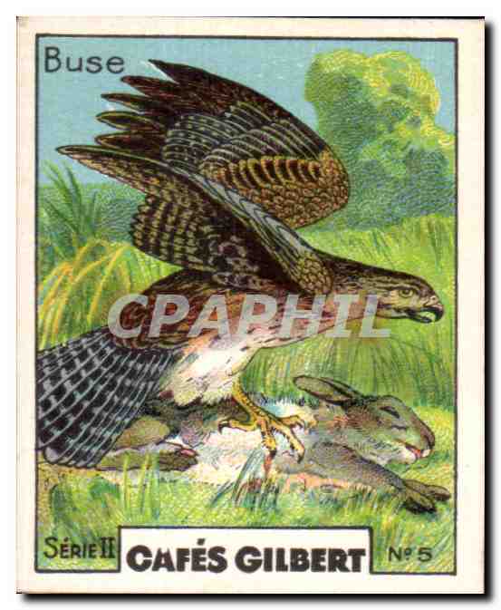 Image Cafes Gilbert Buse Cafes Gilbert Rapace oiseau