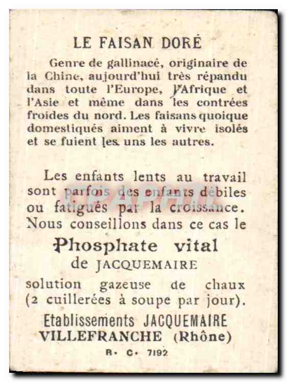 Image Phosphate Vital Bon Point Faisan Dore — Verso