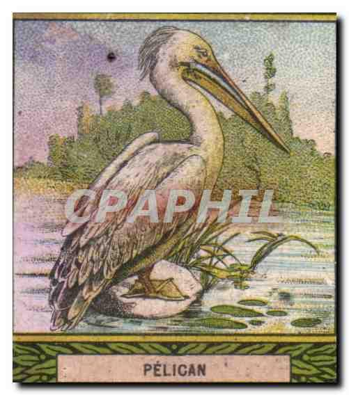 Image Pelican Bledine 