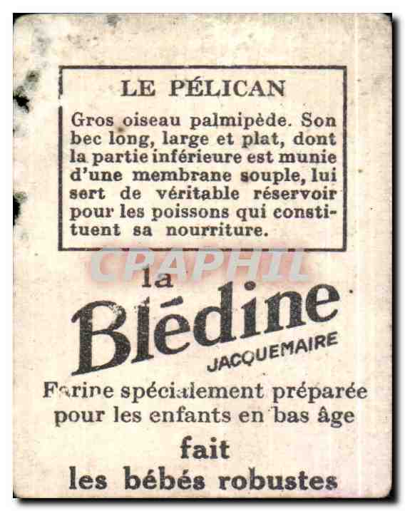 Image Pelican Bledine  — Verso