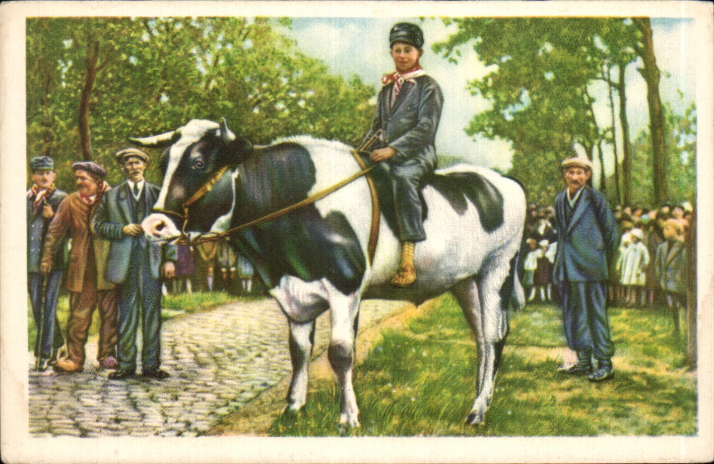 Image Brasschaet Vainqueur de la curieuse course de boeufs