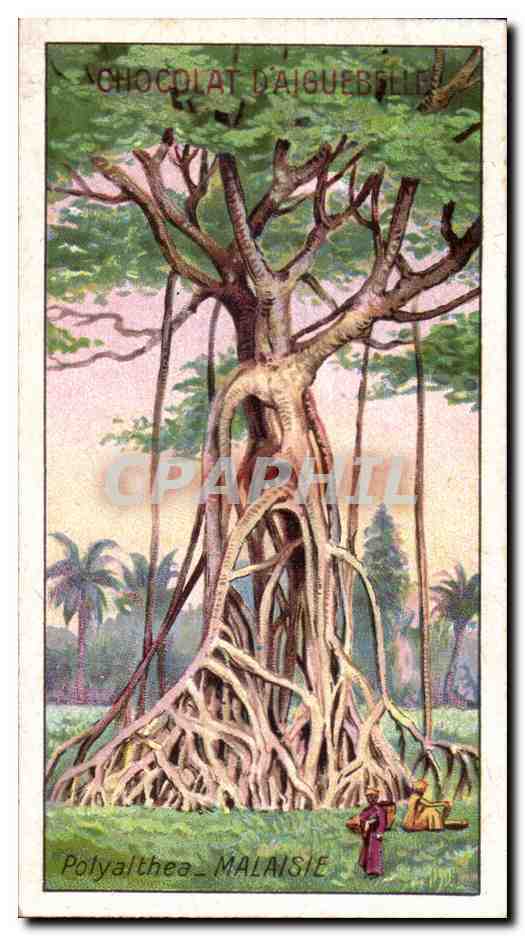 Chromo Chocolat D'aiguebslle Polyalthea Malaisie Arbre