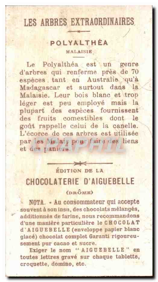 Chromo Chocolat D'aiguebslle Polyalthea Malaisie Arbre — Verso