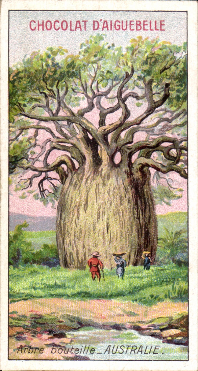 Chromo Chocolat D'aiguebslle Arbre bouteille Australie