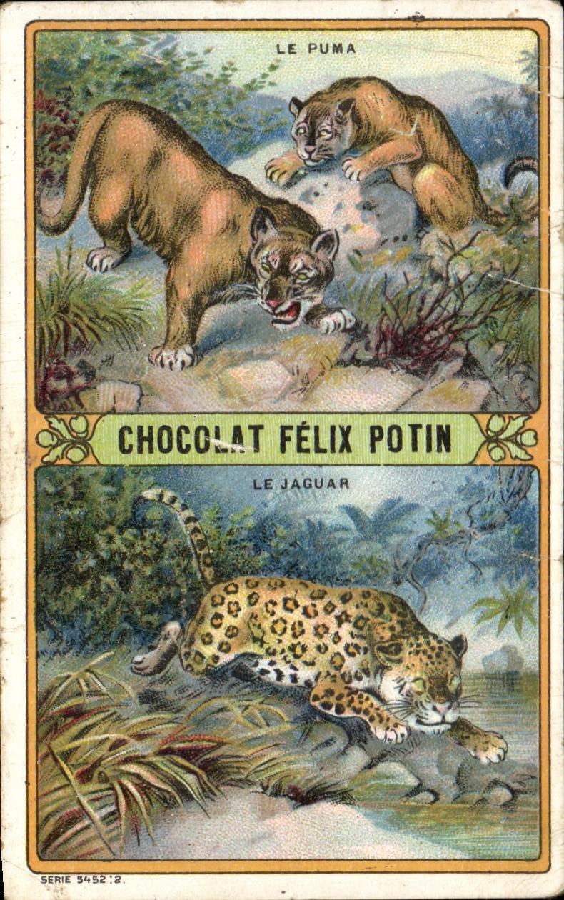 Chromo Le Jaguar Le jaguar approche du tigre en grosseur Felix Potin Tiger Puma Jaguar