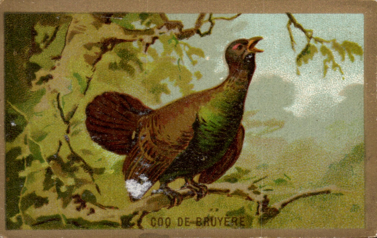 Coq de Bruyère — illustration naturaliste — éditeur non visible, n° de série non visible