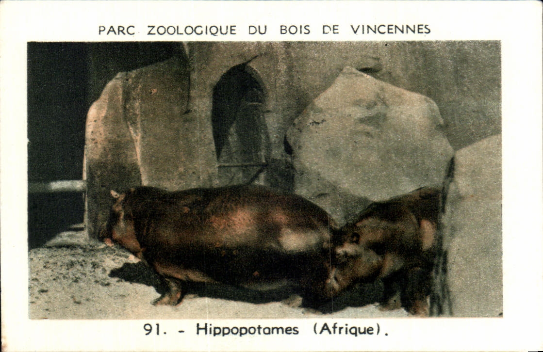 Image Parc zoologique du bois de vincennes Zoo Hippopotames
