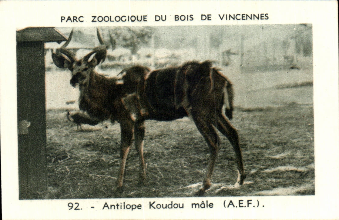Image Parc zoologique du bois de vincennes Zoo antilope Koudou male AEF