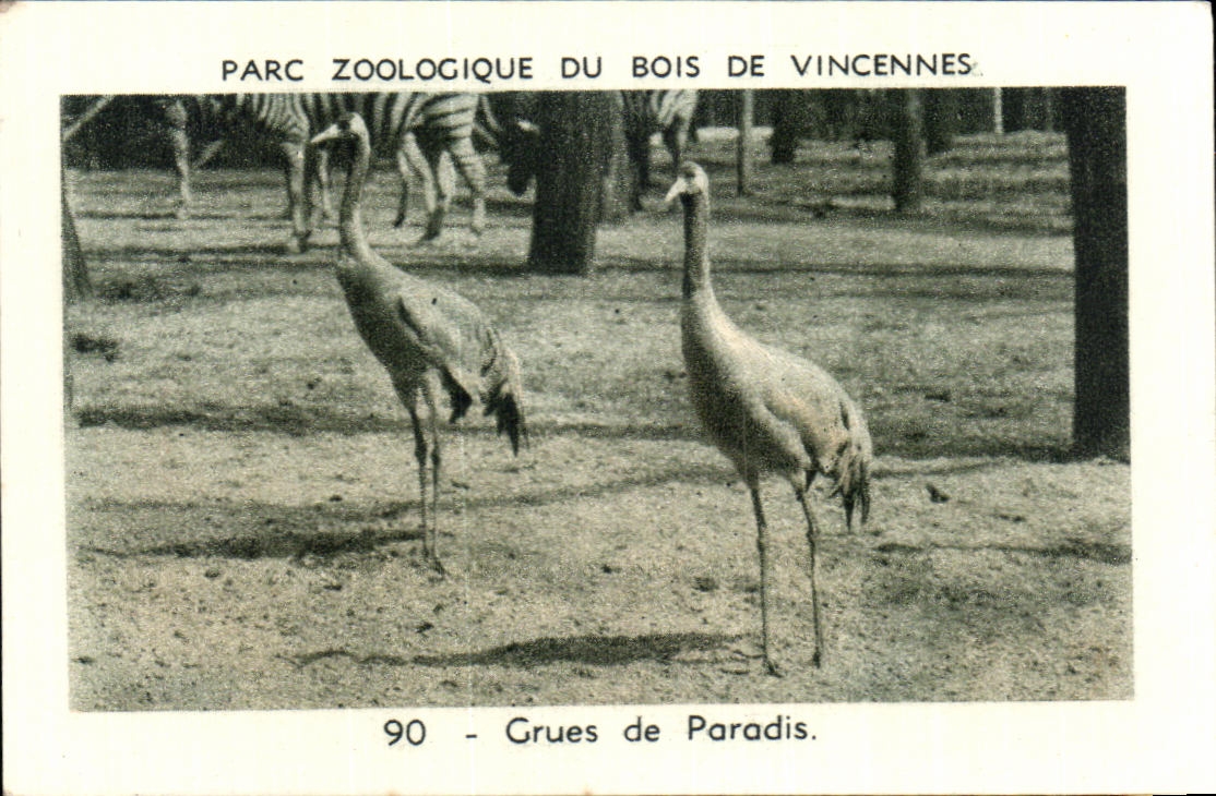 Image Parc zoologique du bois de vincennes Zoo Grues de Paradis