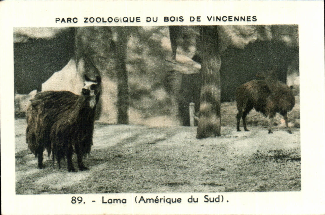Image Parc zoologique du bois de vincennes Zoo Lama Amerique du Sud