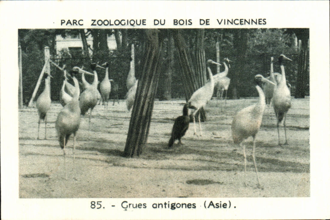 Image Parc zoologique du bois de vincennes grues antigones asie