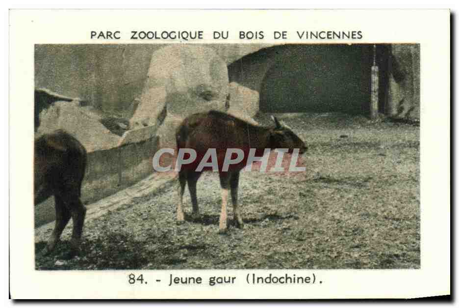 Image Parc zoologique du bois de vincennes jeune gaur indochine
