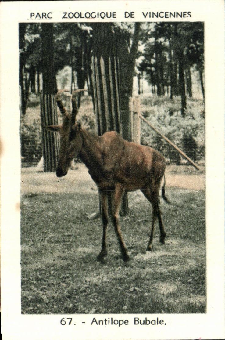Image Parc zoologique de vincennes antilope bubale