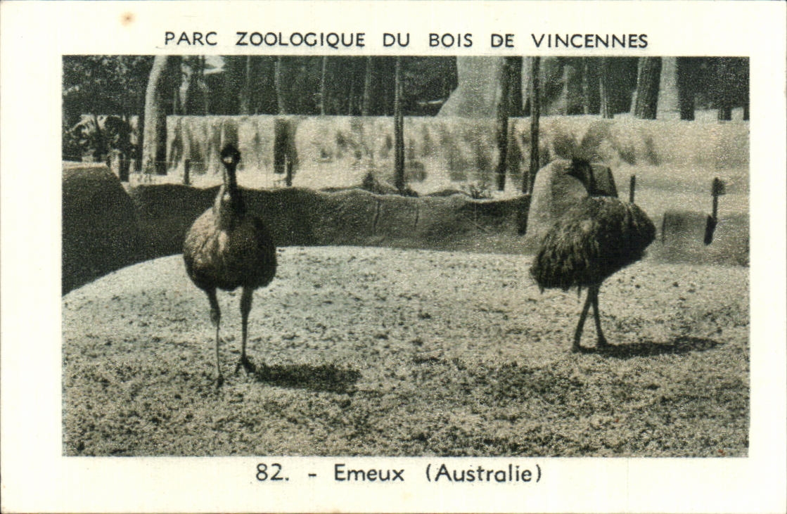 Image Parc zoologique du bois de vincennes emeux australie Australie