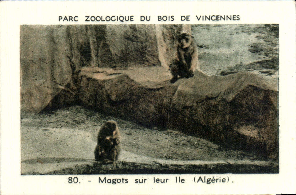 Image Parc zoologique du bois de vincennes magots sur leur ile algerie Monkey singe