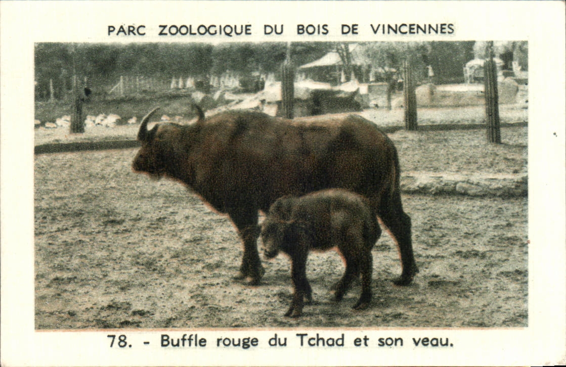 Image Parc zoologique du bois de vincennes buffle rouge du tchad et son veau