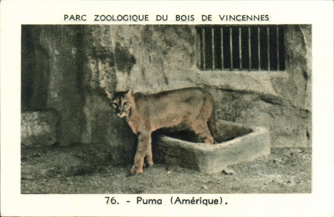 Image Parc zoologique du bois de vincennes puma amerique