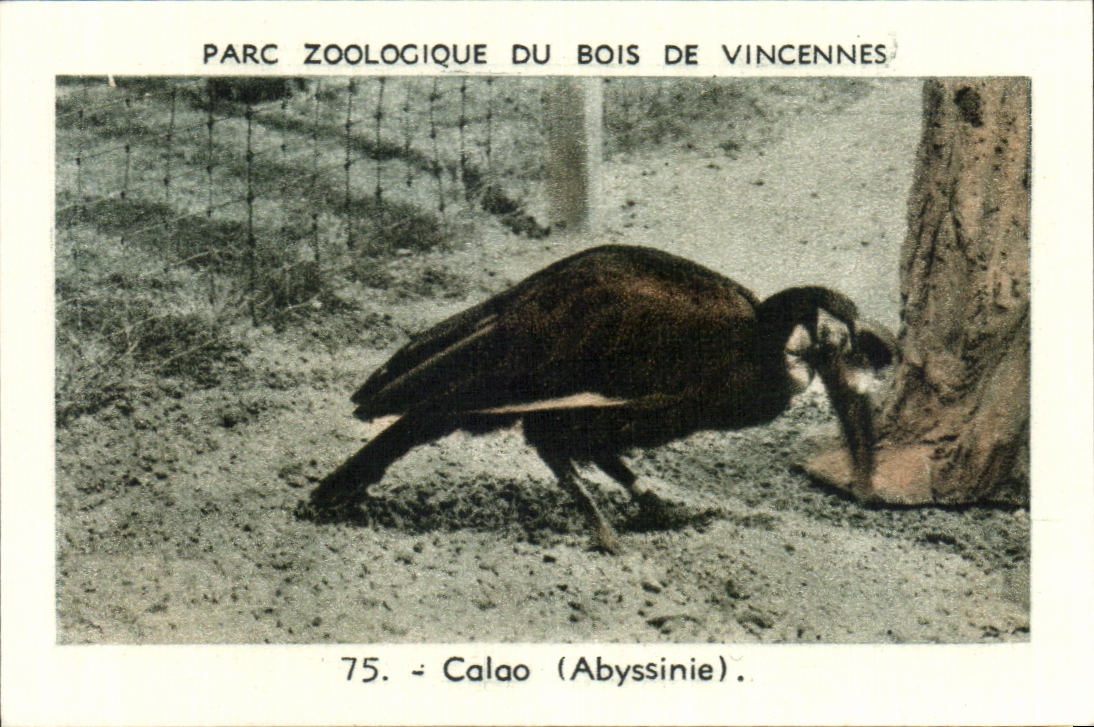 Image Parc zoologique du bois de vincennes calao abyssinie