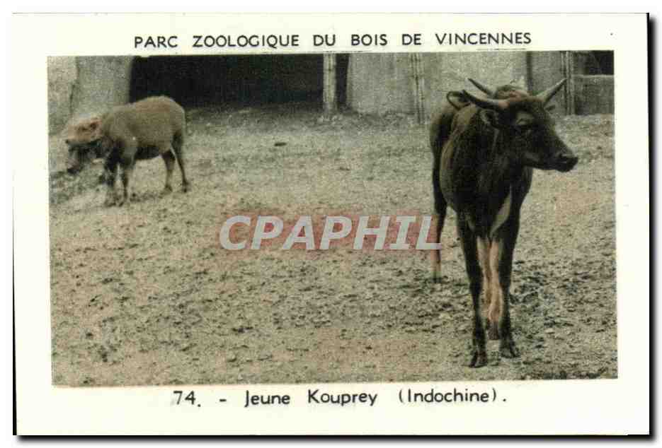 Image Parc zoologique du bois de vincennes jeune kouprey indochine