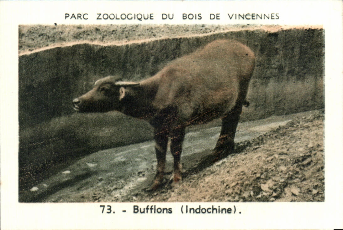 Image Parc zoologique du bois de vincennes bufflons indochine