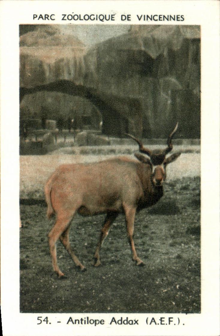 Image Parc zoologique de vincennes antilope addax
