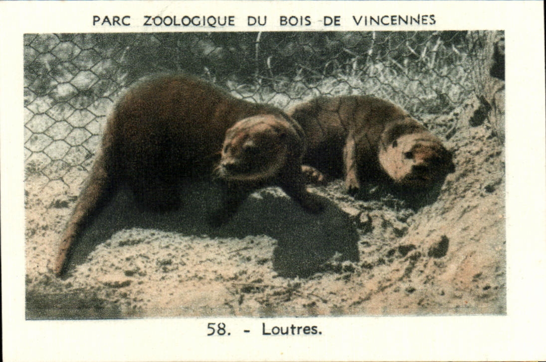 Image Parc zoologique du bois de vincennes loutres