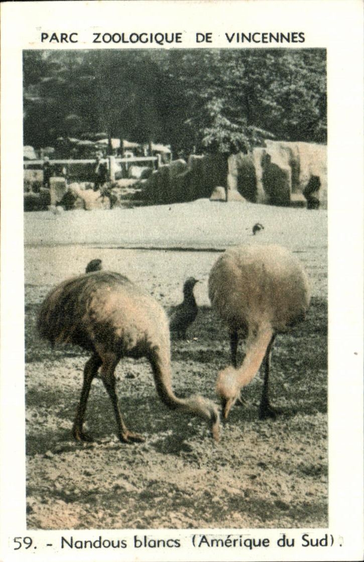 Image Parc zoologique du bois de vincennes nandous blancs amerique du sud