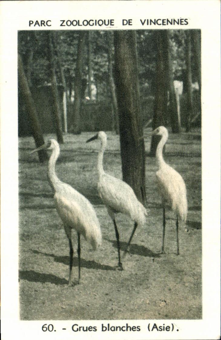 Image Parc zoologique de vincennes grues blanches asie