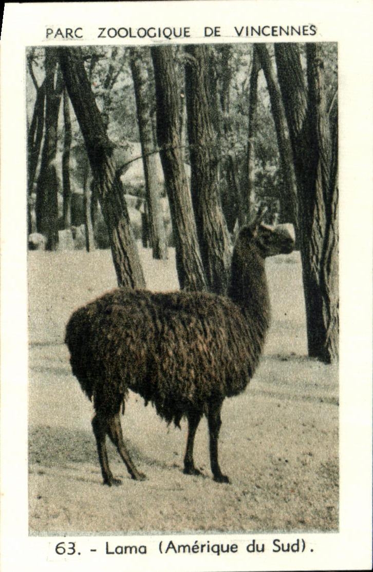 Image Parc zoologique de vincennes Lama amerique du sud