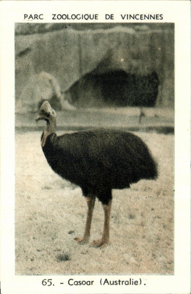 Image Parc zoologique de vincennes casoar australie Australia