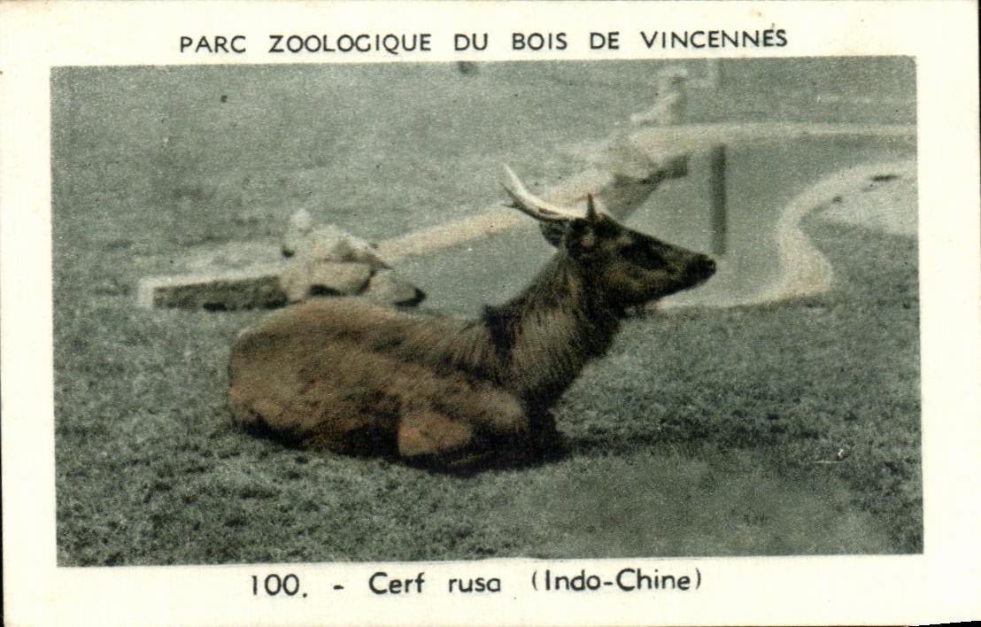 Image Parc zoologique de bois du vincennes cerf ruso indo chine