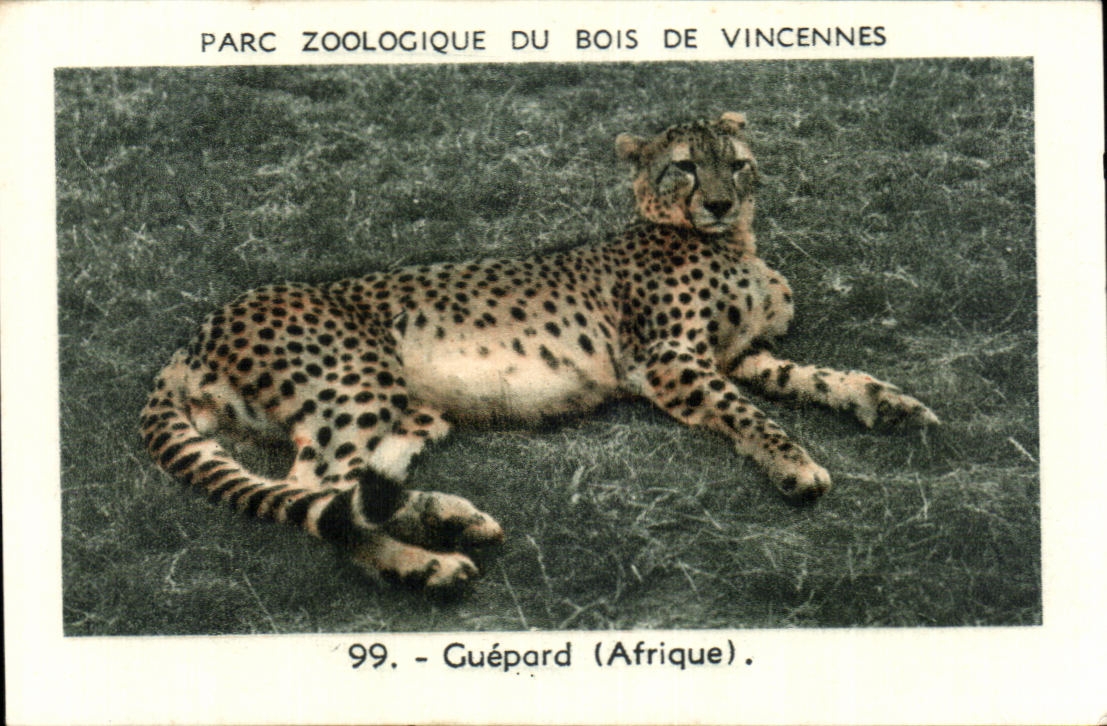 Image Parc zoologique du bois de vincennes guepard afrique