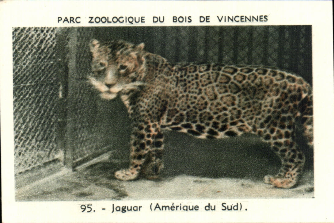 Image Parc zoologique du bois de vincennes jaguar amerique du sud