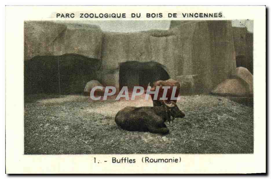 Image Parc zoologique du bois de vincennes buffles roumanie Rumania