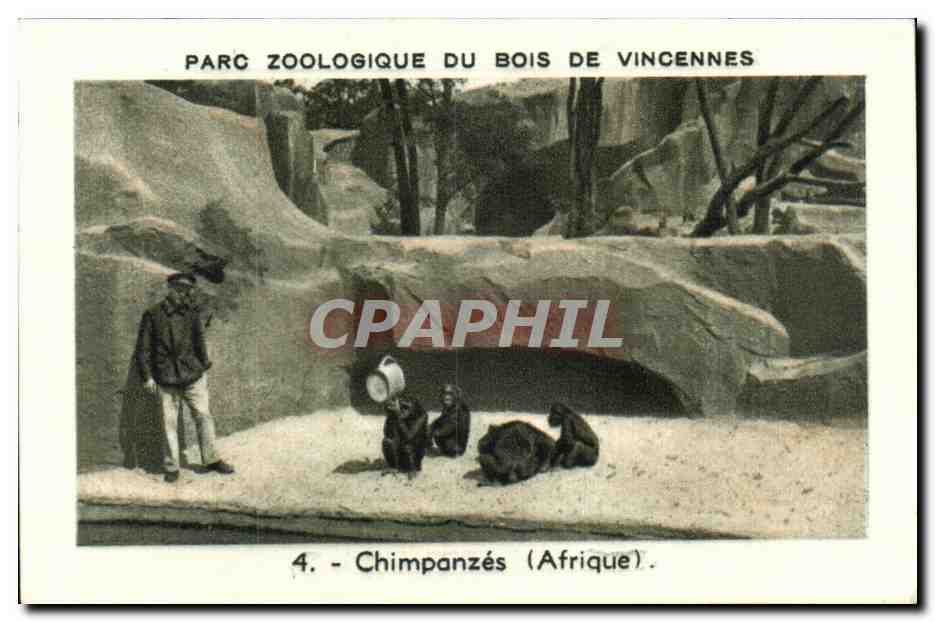 Image Parc zoologique du bois de vincennes chimpanzes afrique
