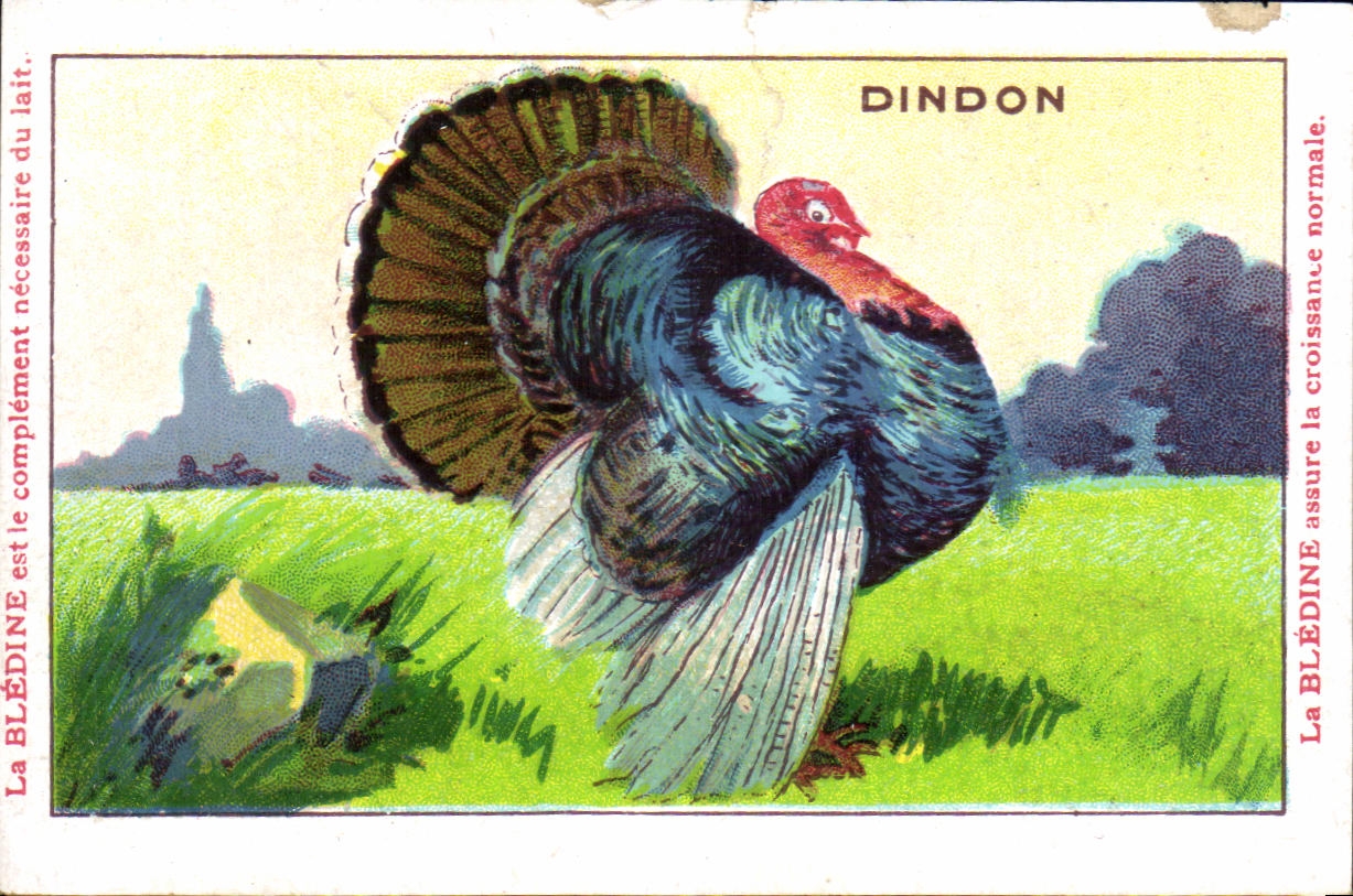 Image Dindon Bledine