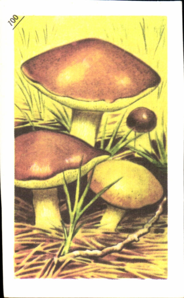 Image Entremets francorusse Bolets champignons 