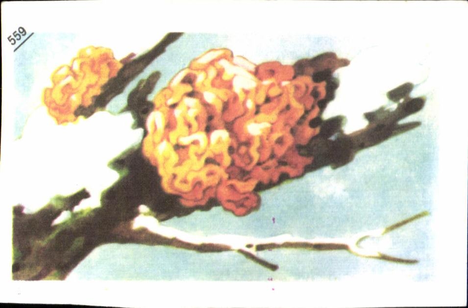 Image Entremets francorusse 