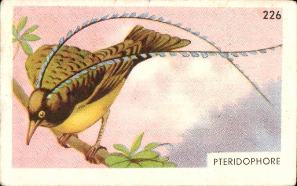 Image Entremets francorusse Pteridophore Oiseau