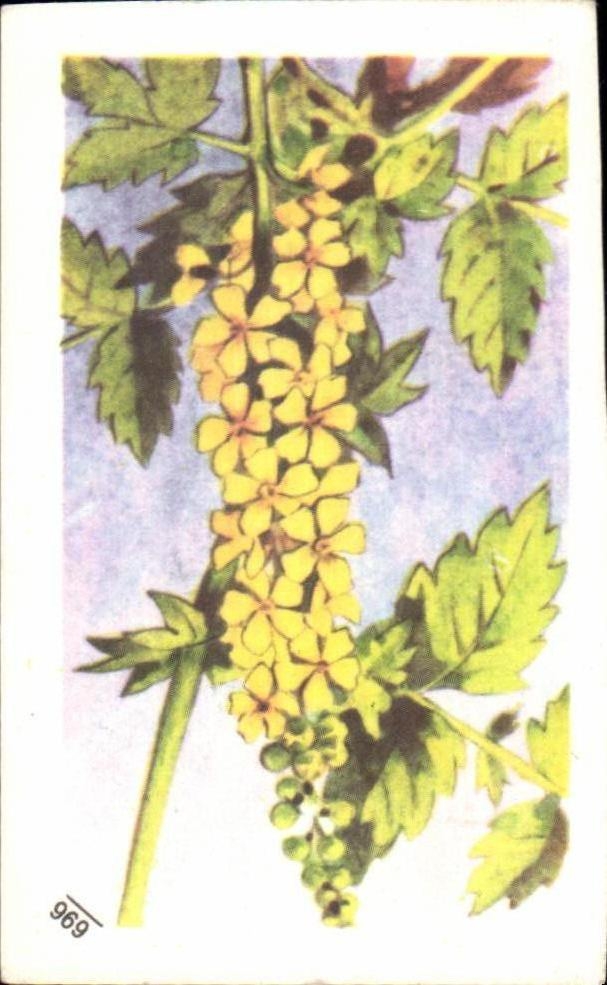 Image Entremets francorusse Fleurs 