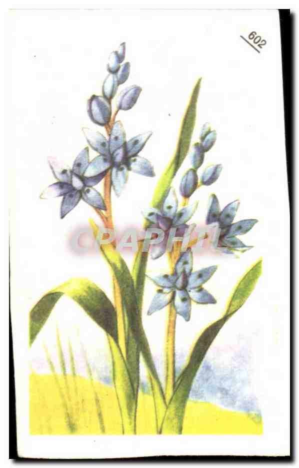 Image Entremets francorusse Fleurs 
