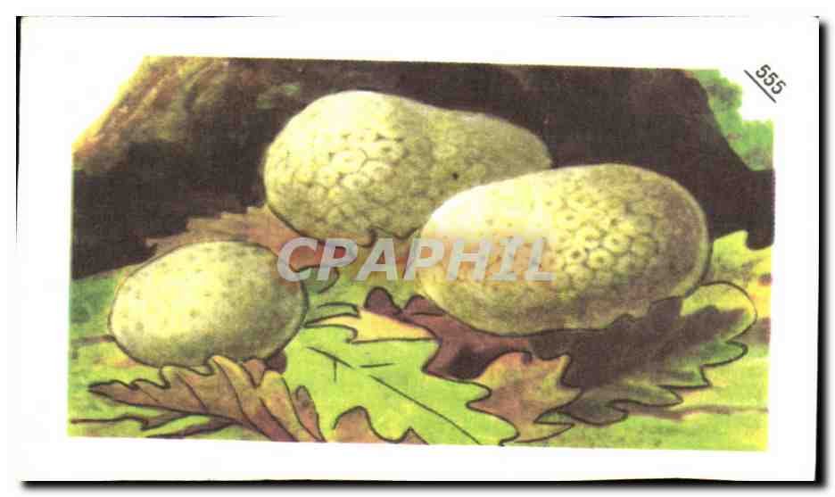 Image Entremets Francorusse Champignon
