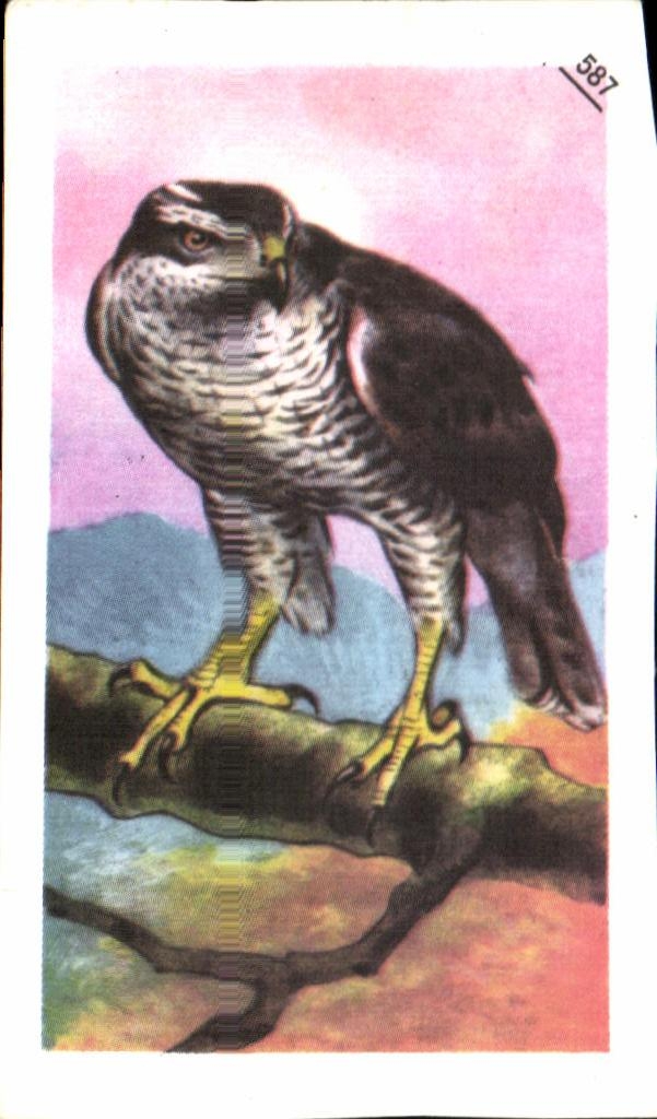 Image Entremets Francorusse Rapace Aigle Faucoun