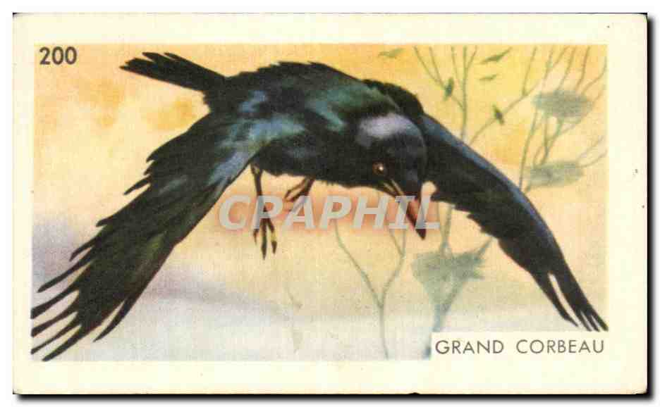 Image Entremets Francorusse Grand Corbeau Passereau 